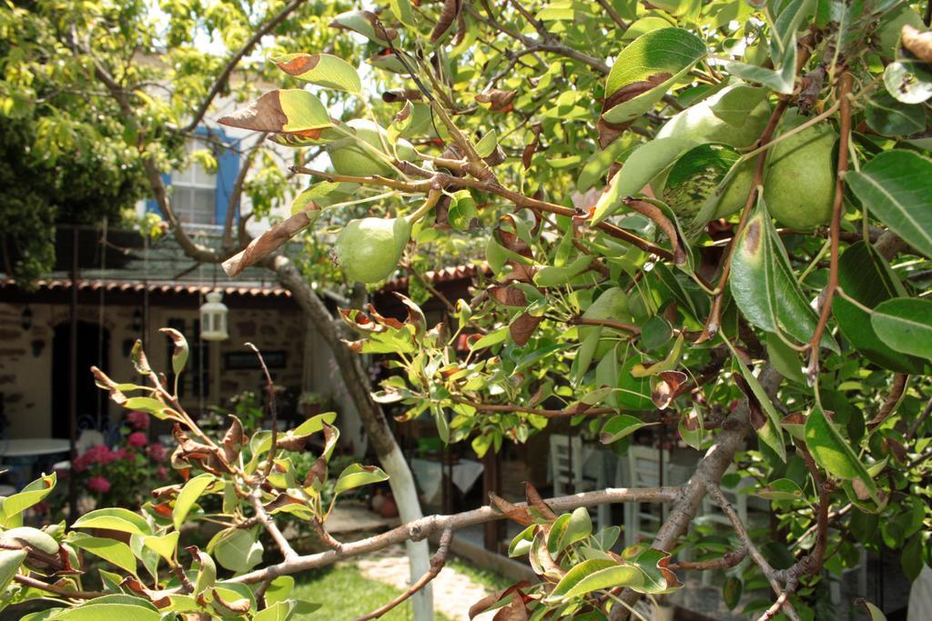 Istanbul Pension Ayvalı Exterior foto